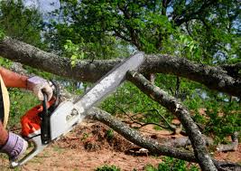 Best Leaf Removal  in Oronoco, MN