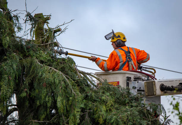 Reliable Oronoco, MN Tree Care Solutions