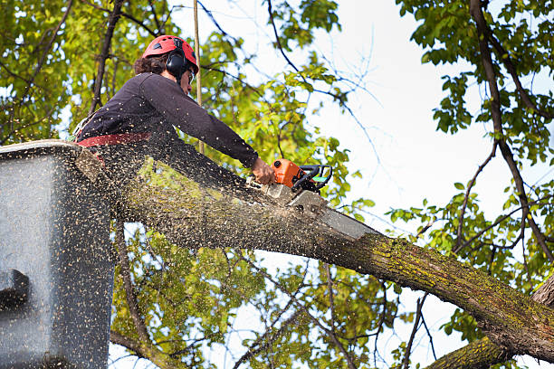 Best Utility Line Clearance  in Oronoco, MN